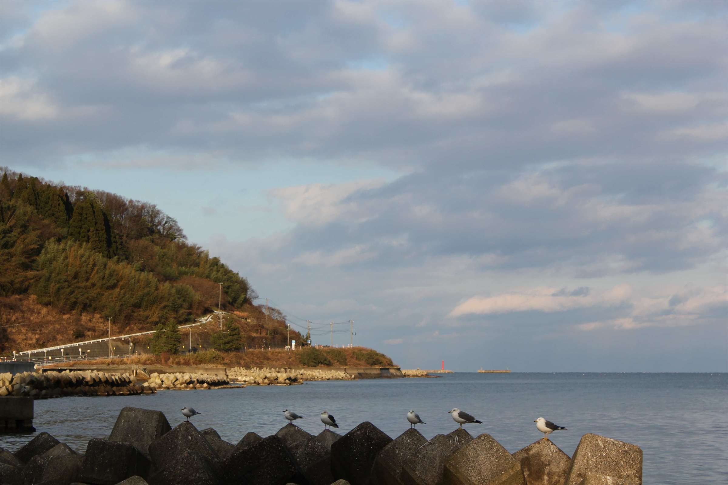 テトラポッドに止まるカモメたちと海岸の丘